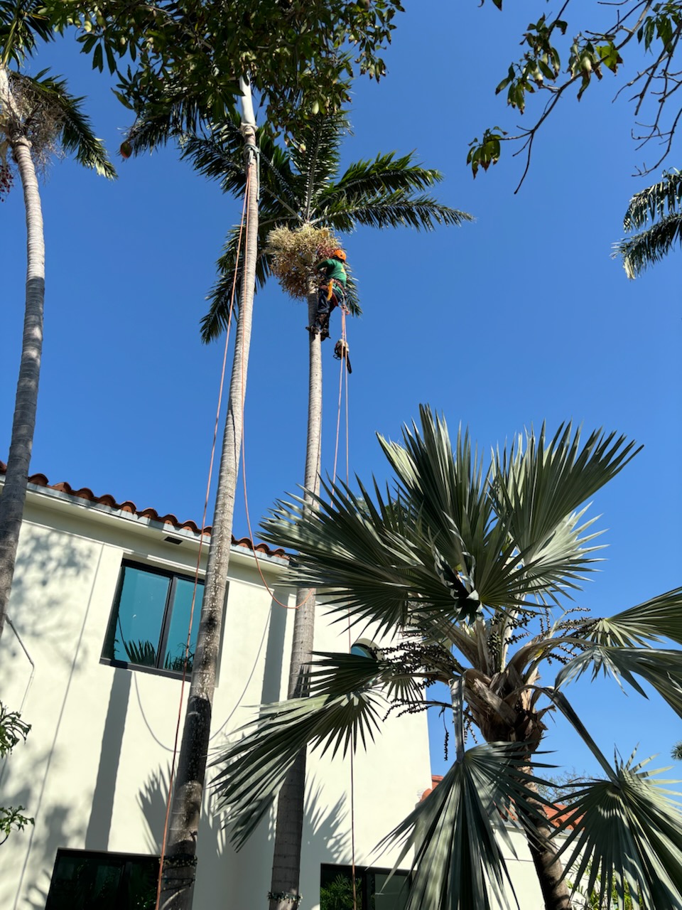 Palm Climbing & Frond Care