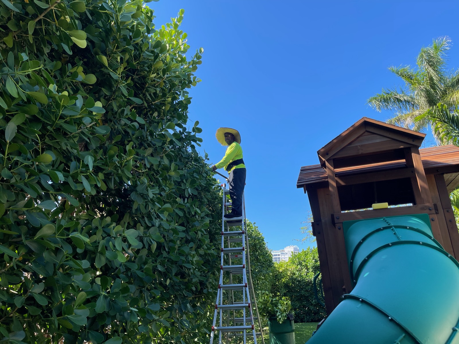 Hedge Trimming & Shaping