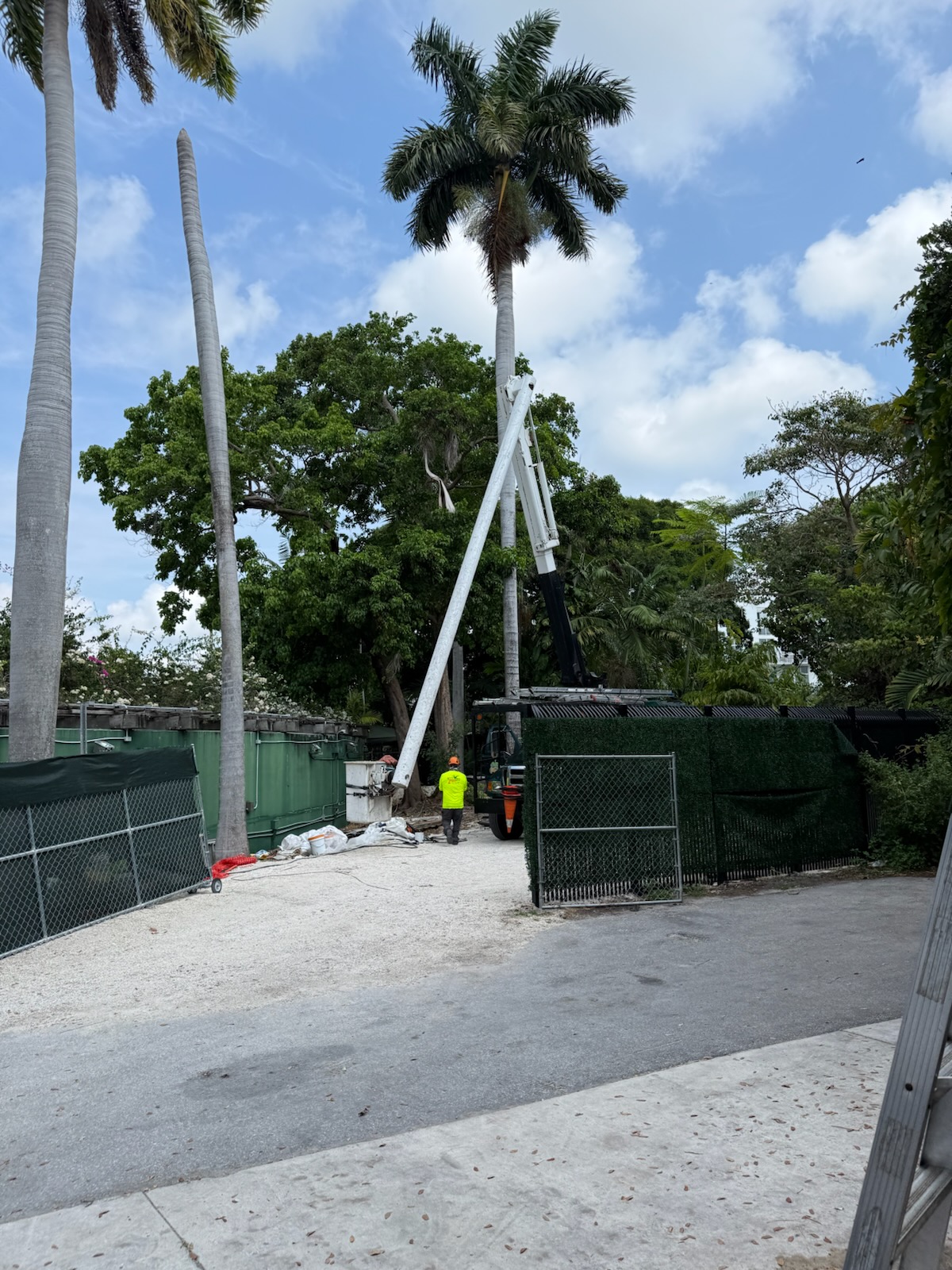 Royal Palm Removal