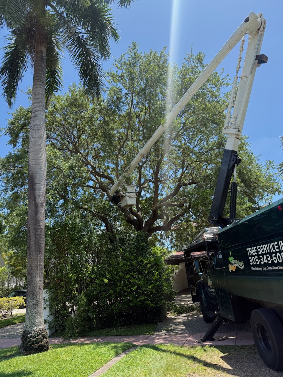 Live Oak Crown Trimming